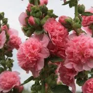 чесън на подаване на главата са голям