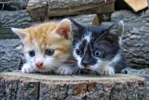 Какво да се хранят новородени котенца - отговорът е тук!