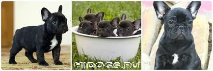 С какво да храним кученце френски булдог правилната храна за кучета (снимка) (булдог) С какво да храним кученце френски булдог правилната храна за кучета (снимка)