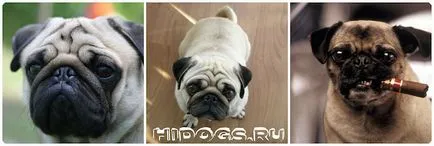 С какво да храним мопс кученце разполага хранене (снимка)