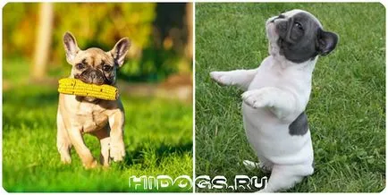 С какво да храним кученце френски булдог правилната храна за кучета (снимка) (френски) С какво да храним кученце френски булдог правилната храна за кучета (снимка)