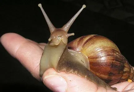 емисии Achatina на (охлюв)