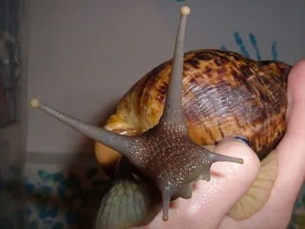 емисии Achatina на (охлюв)