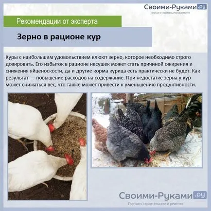 Какво да се хранят кокошки носачки по-добре да се състезава - най-добрият водач! (слоеве) Какво да се хранят кокошки носачки по-добре да се състезава - най-добрият водач!