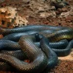 Черна мамба (55 снимки) игла змия mehelya capensis, Африка е най-отровни, бяло и зелено