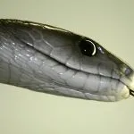 Черна мамба (55 снимки) игла змия mehelya capensis, Африка е най-отровни, бяло и зелено