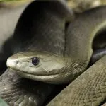 Черна мамба (55 снимки) игла змия mehelya capensis, Африка е най-отровни, бяло и зелено