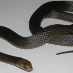 Черна мамба (55 снимки) игла змия mehelya capensis, Африка е най-отровни, бяло и зелено