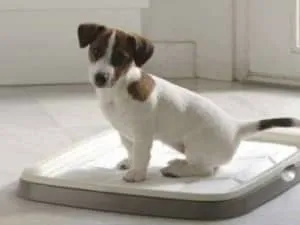 Какво да правите, ако имате диария при кучета, отколкото и как да се отнасяме