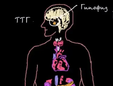 Какво е това - хормони