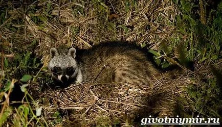 цибетка животно
