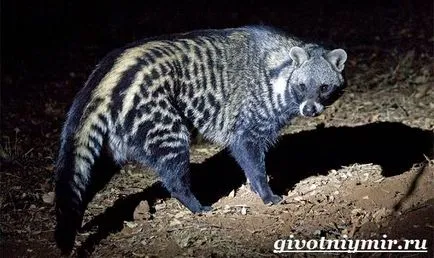цибетка животно