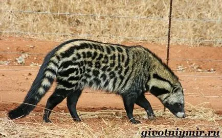 цибетка животно