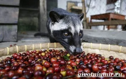 цибетка животно