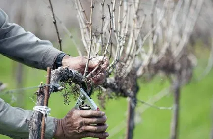 Колко издънки наляво по гроздето как да се определи натоварването на храста (храст) Колко издънки оставени на гроздето как да се определи натоварването на храста