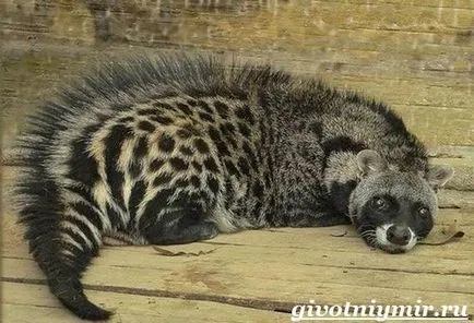 цибетка животно