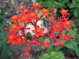 Anemone цвете - засаждане и грижи, фото анемони, анемонии отглеждане и анемония видове назъбена,