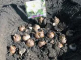 Crocus цветя - засаждане и грижи в градината, фото минзухари, минзухар отглеждане - при изкопни работи и
