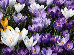 Crocus цветя - засаждане и грижи в градината, фото минзухари, минзухар отглеждане - при изкопни работи и