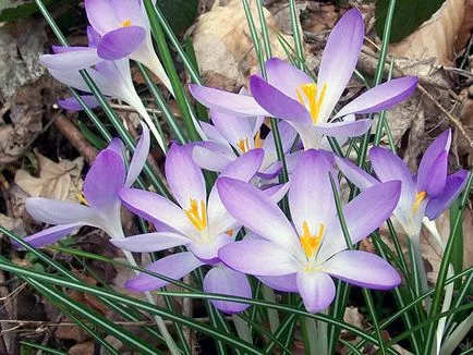 Crocus цветя - засаждане и грижи в градината, фото минзухари, минзухар отглеждане - при изкопни работи и