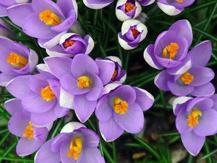 Crocus цветя - засаждане и грижи в градината, фото минзухари, минзухар отглеждане - при изкопни работи и