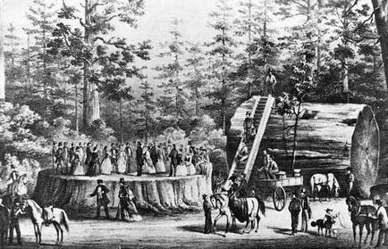 Sequoia дърво в Съединените щати - видове, описания, размери и снимки