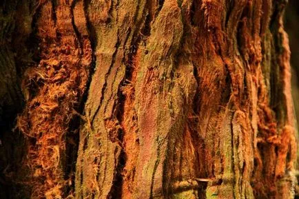 Sequoia дърво в Съединените щати - видове, описания, размери и снимки