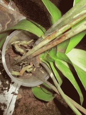 Phalaenopsis орхидея дом - грижи у дома