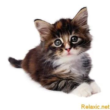 Дневникът на една котка в стих relaksik
