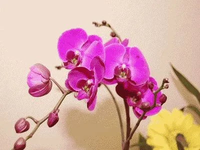 Phalaenopsis орхидея дом - грижи у дома