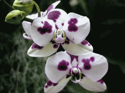 Phalaenopsis орхидея дом - грижи у дома