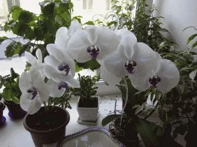 Phalaenopsis орхидея дом - грижи у дома