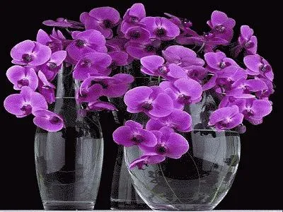 Phalaenopsis орхидея дом - грижи у дома