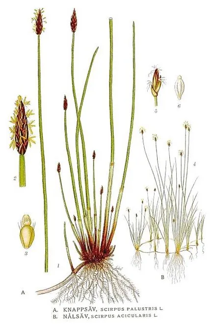 Папур - род водни растения в семейството Cyperaceae