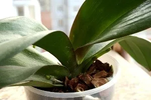 грижа Phalaenopsis у дома, след като в магазина (орхидея)