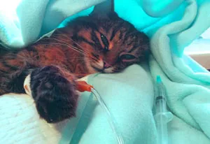 Ако котката е болна