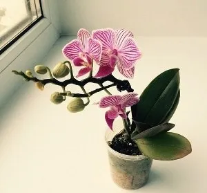 грижа Phalaenopsis у дома, след като в магазина (орхидея)