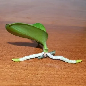 грижа Phalaenopsis у дома, след като в магазина (орхидея)