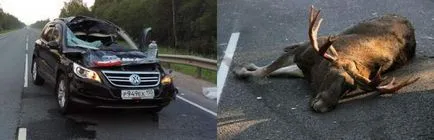 Ако повали лос, какво да правя