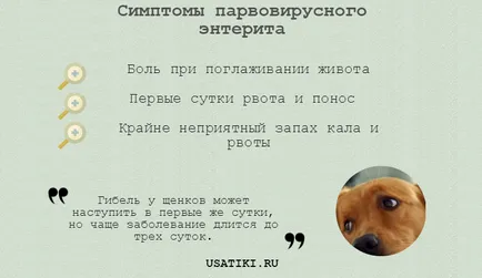 Ентерит при кучета симптоми и лечение в домашни условия (ентерит) Ентерит при кучета симптоми и лечение в домашни условия