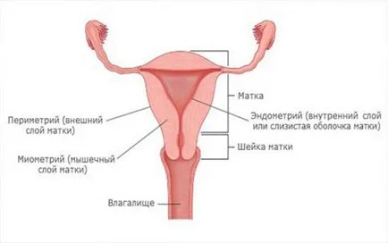 В ендометриума в дните процент цикъл, дебелина, причинява несъответствие