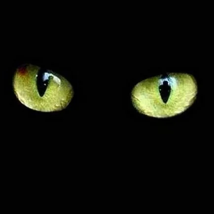 Eshkin Cat 3 варианта декриптират популярна фразата