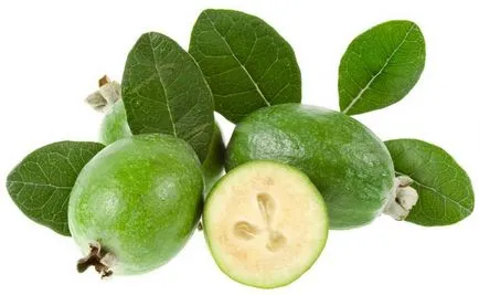 Feijoa - как да отглеждат в дома, подходящи грижи (грижи) Feijoa - как да отглеждат в дома, подходящи грижи