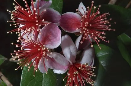 отглеждане Feijoa у дома, Feijoa, екзотичен домашен