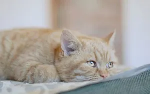 Gamavit за котки и котенца състав, инструкции за употреба, тъй като пронизващи мнения наркотици