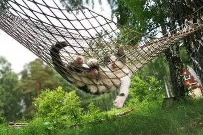 Хамак за котки, за да утешат връх