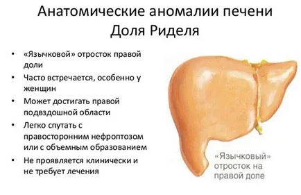 Къде е черният дроб на човешката анатомия, особено