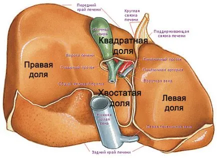 Къде е черният дроб на човешката анатомия, особено