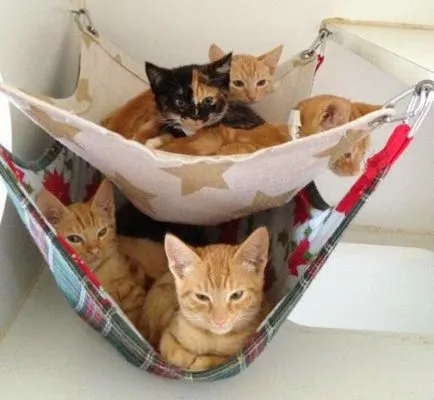 Хамак за котки с ръцете си 7 начина градските котки