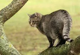Противоглистно лекарства за котки как да се дават хапчета, най-добрите и ефективни средства